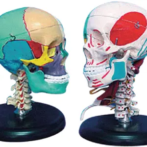 GD/A11111/3大人の頭蓋骨左側の筋肉の着色と右側の骨の着色モデル
