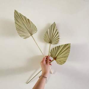 Nouveau conçu fleur séchée feuille d'éventail feuille de palmier séchée naturelle pour la décoration de fête de mariage Vase bureau maison Boho décor - Product Image 3