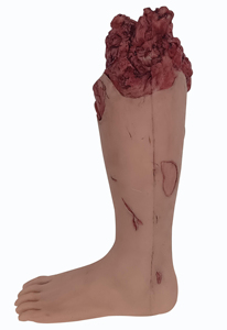 Modelo de Disección Forense de Extremidades Inferiores, Piernas, Silicona Suave Ambiental, Tamaño Real, Anatomía Detallada, Legal, Médico, Anatómico - Product Image 3