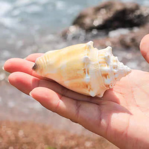 Conchiglie Naturali di Cozze Marine Seastar, Conchiglie Dorate a Spirale, Conchiglie Rosa, Ornamenti per Acquario, Conchiglie Decorative dal Tocco Naturale - Product Image 4