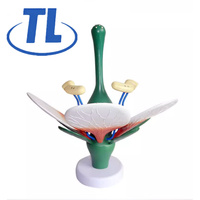 TIANLIAN grand modèle d'anatomie de fleur de pêcher 33cm de diamètre modèle de fleur de plante éducative d'ovaire détachable