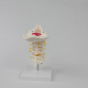 Modelo de Esqueleto Humano de PVC SCIEDU, 7 Vértebras Cervicales, Hueso Occipital, Recurso de Enseñanza para Ciencias Médicas - Product Image 2