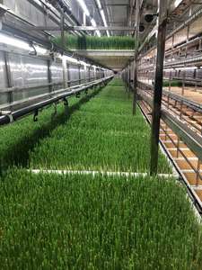 Cultivo de Forraje en un Contenedor Hidropónico Interior, Sistema de Forraje Vertical Hidropónico, Equipo de Contenedores <span class=keywords><strong>para</strong></span> Alimentación de <span class=keywords><strong>Ganado</strong></span> - Product Image 5