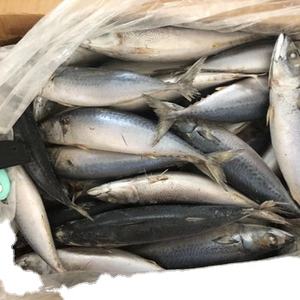 Poisson de maquereau du Pacifique congelé de haute qualité 100-200g pour le Rwanda - Product Image 2