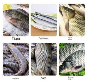 Machine automatique à dos ouvert pour l'abattage, le pelage, l'éviscération, le nettoyage et la découpe du poisson, modèle H - Product Image 6