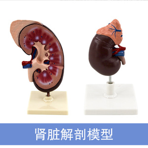 แบบจำลองไต, แบบจำลองทางกายวิภาค, แบบจำลองไตและต่อมหมวกไตขนาดใหญ่, การสาธิตโรค, อุปกรณ์ช่วยสอนอเนกประสงค์ - Product Image 4
