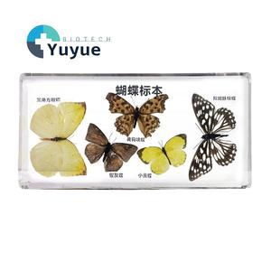 Cubes de présentation de spécimens en résine acrylique pour l'enseignement de la biologie : plantes, <span class=keywords><strong>insectes</strong></span>, papillons, cycles de vie - Product Image 1