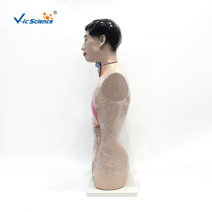 Modèle de tête, cou et torse de 85 cm : Anatomie du haut du corps masculin et organes internes - Aide pédagogique médicale - Product Image 2