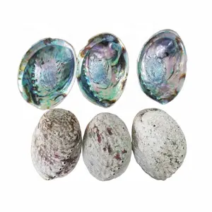 Flash sales !!Natural Ocean Shell/Raw Abalone Shell for bulk !!