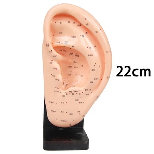 Modèle d'<span class=keywords><strong>acupuncture</strong></span> <span class=keywords><strong>auriculaire</strong></span> de médecine chinoise de 7 cm pour application <span class=keywords><strong>auriculaire</strong></span> - Product Image 5