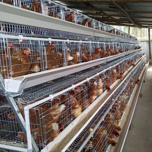Capas de pollos Dimensión de diseño de granja Jaulas de pollo galvanizadas para animales de granja automáticas <span class=keywords><strong>Precio</strong></span> de fábrica jaulas de <span class=keywords><strong>huevos</strong></span> de 3/4 niveles - Product Image 6
