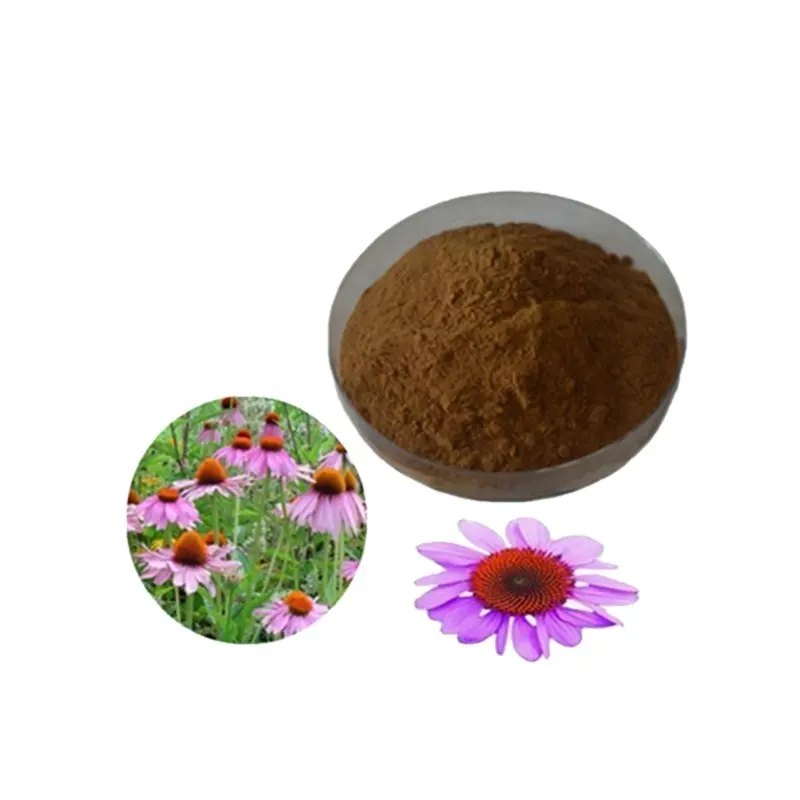 Natürlicher Zizhuiju Echinacea-Extrakt aus Polyp henol 40% UV-Cichors äure 0,2% HPLC Echinacea Kräuter extrakt