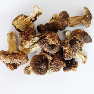 Alimentos saludables Seta Shiitake seca <span class=keywords><strong>Matsutake</strong></span> <span class=keywords><strong>Tricholoma</strong></span> Matsutak seco - Product Image 3