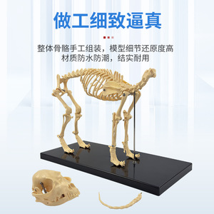 Instrumentos ortopédicos para mascotas, modelo de esqueleto de perro simulado, modelo de huesos de esqueleto de perro y gato para enseñanza. - Product Image 4