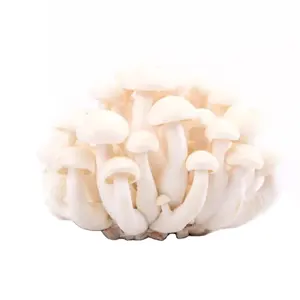 Detan Wholesale Pure Original Fresh white shimeji mushroom