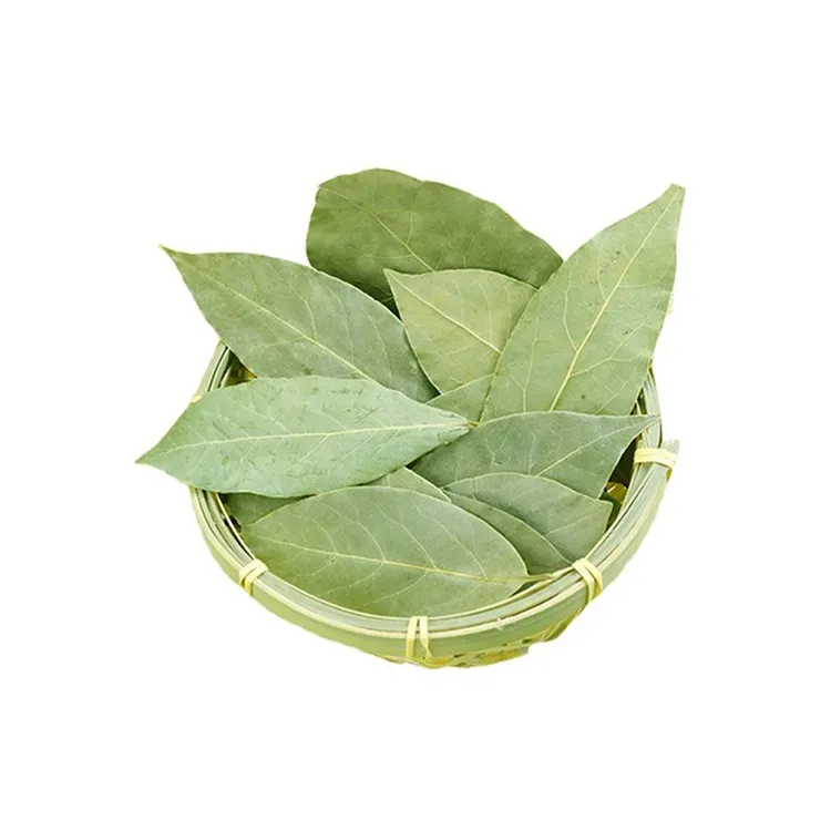 Fornitore della cina Bay Laurel Leaf spezie cucina singole spezie erbe essiccate foglie di alloro