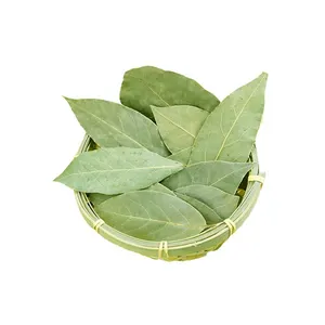 Pemasok Cina Bay Laurel Leaf Spices Dapur Rempah Tunggal Herba Daun Salam Kering