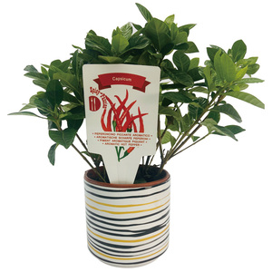 ป้ายกำกับดอกไม้กันน้ำสำหรับกระถางปลูกผลไม้ภาชนะปลูกผัก HDPE เป็นมิตรกับสิ่งแวดล้อม - Product Image 5