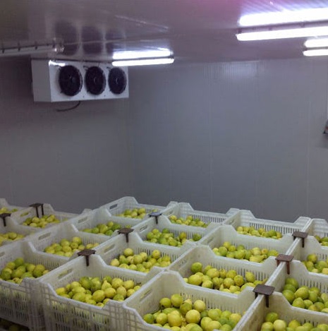 Planta de almacenamiento en frío de frutas, unidad de refrigeración y evaporador para sala de frío industrial