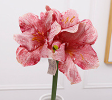 กุหลาบแดง