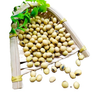Granos de soja sin GMO de alta calidad, granos de soja sin GMO a granel - Product Image 1
