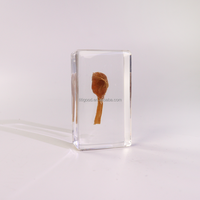 Nature Real Cultivated Mushroom in Resin Spécimen Embedded Exploration Students Education Kit