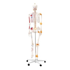 180cm y tế khoa học Mô hình bộ xương cơ bắp và dây chằng xác định với xương cho giáo dục và Đào tạo - Product Image 4