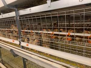 TBB Cages pour poulets de chair de marque célèbre avec système d'alimentation automatique pour la maison ou le commerce en Afrique - Product Image 6