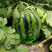 Support de croissance en PP pour melons, pastèques, citrouilles et courges – Protecteurs de plantes de jardin, forme ronde, vert et bleu