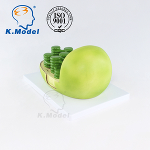 Modelo Educativo de Biología KS-C3 de Cloroplasto para Estudiantes - Product Image 6