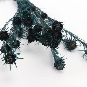 Tulipán <span class=keywords><strong>Gesneriana</strong></span> Preservado al por Mayor, Tulipán Australiano Natural Preservado para Decoración del Hogar - Product Image 5