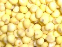 Extrait naturel de graines de Panicum Miliaceum (Millet) en poudre pour entrepôt