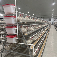 Cage à poules pondeuses à vendre, galvanisée à chaud, type A, cage de batterie avicole, ensemble complet, montage facile, pour ferme avicole en Afrique