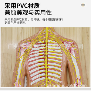 Modèle du système nerveux humain ; modèle anatomique du système nerveux cérébral ; système nerveux central ; nerfs vertébraux ; nerf médian - Product Image 4