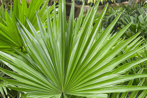 Оптовая продажа, органический экстракт Пальметто 100%, чистый натуральный экстракт Пальметто - Product Image 3