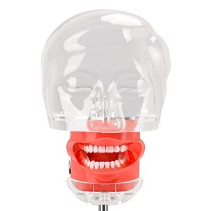 factory direct Dental Manikin <b>Head</b> with 32 Typodont Teeth Model Dental Typodont Mount Fixed on Table Dental <b>Mannequin</b> <b>Head</b> - Product Image 6