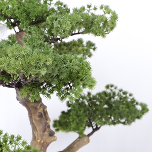 Decoración de escritorio de oficina Diferentes estilos Ornamental Artificial Plne Tree Faux Yew Plum Pine Bonsai con maceta - Product Image 2