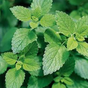 ผู้ผลิตจัดหาผงสารสกัดจากใบ <span class=keywords><strong>Damiana</strong></span> อเนกประสงค์จากธรรมชาติเพื่ออุตสาหกรรมผลิตภัณฑ์เพื่อสุขภาพ - Product Image 2