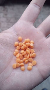 เม็ดขี้ผึ้งหล่อแบบต่างๆ สีสันหลากหลาย สำหรับงานหล่อทางทันตกรรม/แบบจำลองเครื่องประดับ/งานฝีมือ - Product Image 3