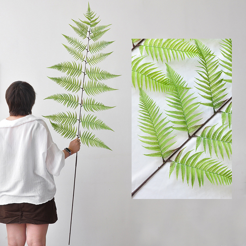 Large-stalked monkeyhead fern