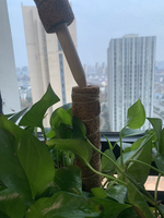 TGYW Poteau en fibre de coco auto-arrosant, support pour plantes grimpantes, modèle Totem, vente chaude