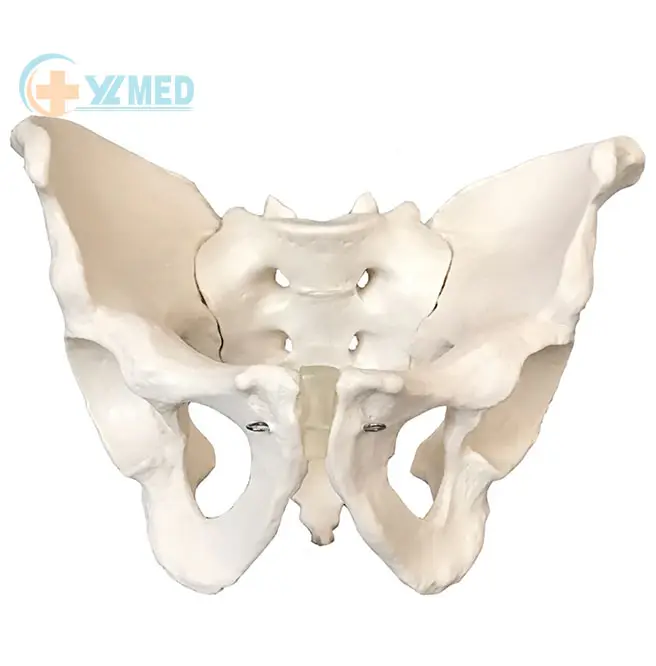 Model Pengajaran Anatomi Medis Pabrik Model Pelvis Perempuan Dewasa Tulang Panggul Manusia Plastik Seukuran Kehidupan