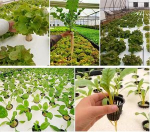 <span class=keywords><strong>Balsa</strong></span> flotante XPS para hidroponía, lámina de poliestireno aislada para sistema de cultivo en aguas profundas (DWC) - Product Image 6