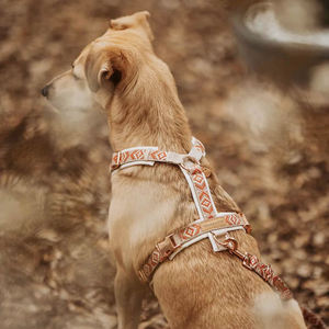 <span class=keywords><strong>Pet</strong></span> Boutique OEM/ODM regolabile gilet cane imbracatura senza tirare Perro guinzaglio e collare Set petto altri Set di imbracature per cani personalizzati - Product Image 6