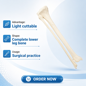 Modelo de Espuma Sólida de Hueso Tibial y Fibular, Simulación de Hueso Tibial y Fibular Humano para Entrenamiento Preoperatorio de Perforación e Implantes Ortopédicos - Product Image 5