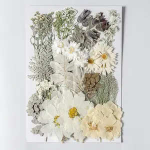 100 teile/paket gepresste getrocknete Blumen Mix Packs Harzform Malerei natürliche Pflanze umwelt freundlich