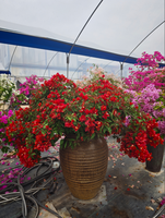 Bunga Hias Bougainvillea Kelopak Ganda Warna Putih Ungu Oranye-Berbilang Warna Tanaman Bonsai