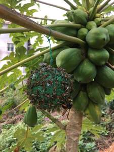 Trampa <span class=keywords><strong>para</strong></span> Moscas Esférica de Papel de 8 cm, Desechable, Impermeable, Ecológica, No Tóxica, con Cordón <span class=keywords><strong>para</strong></span> Control de Insectos - Product Image 6