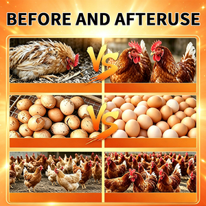 Améliorez la production d'œufs et le taux <span class=keywords><strong>de</strong></span> fécondation : Additifs alimentaires pour poulets, stimulateur immunitaire - Product Image 2