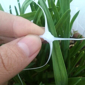 Filet de treillis pour plantes grimpantes, conçu pour concombres et courges amères - Product Image 4